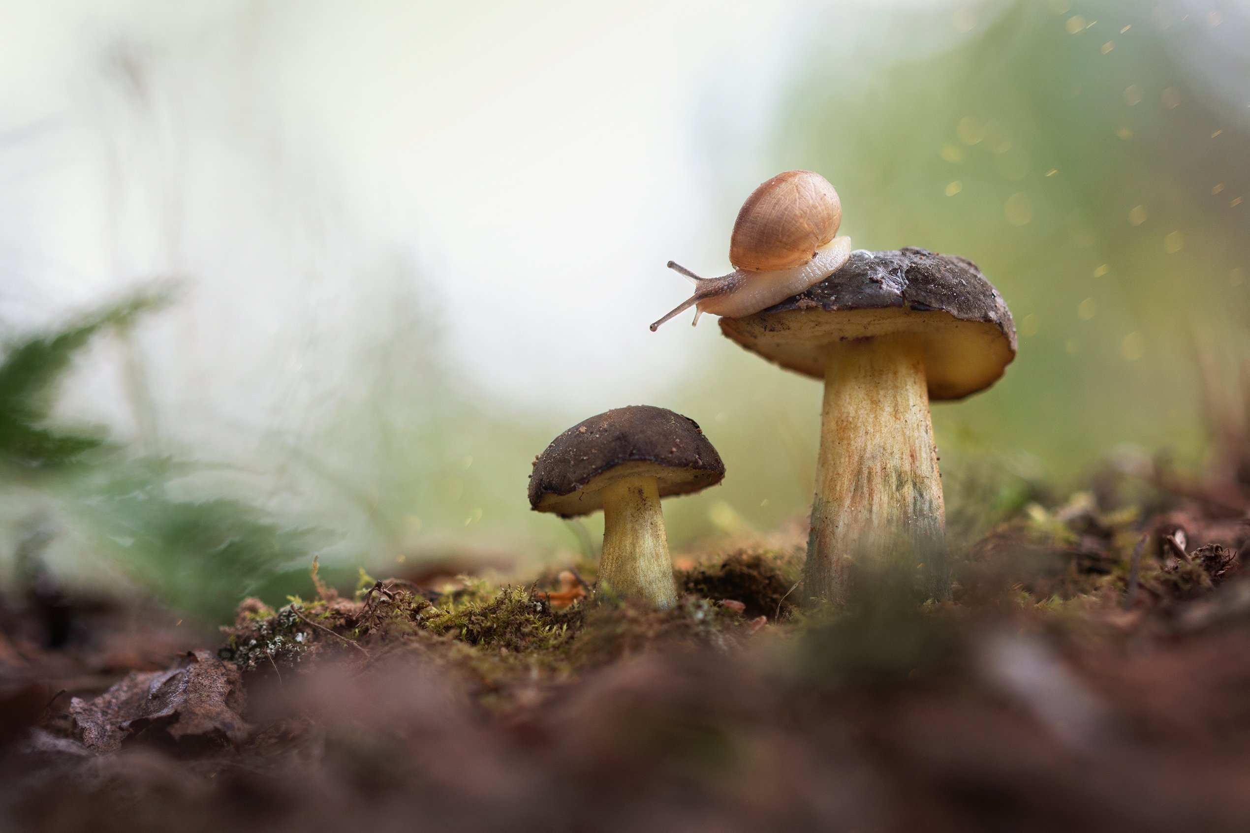 улитка, грибы, лес, природа, макро, красота, nature, snail, wood, macro, mushroom, Людмила Гудина