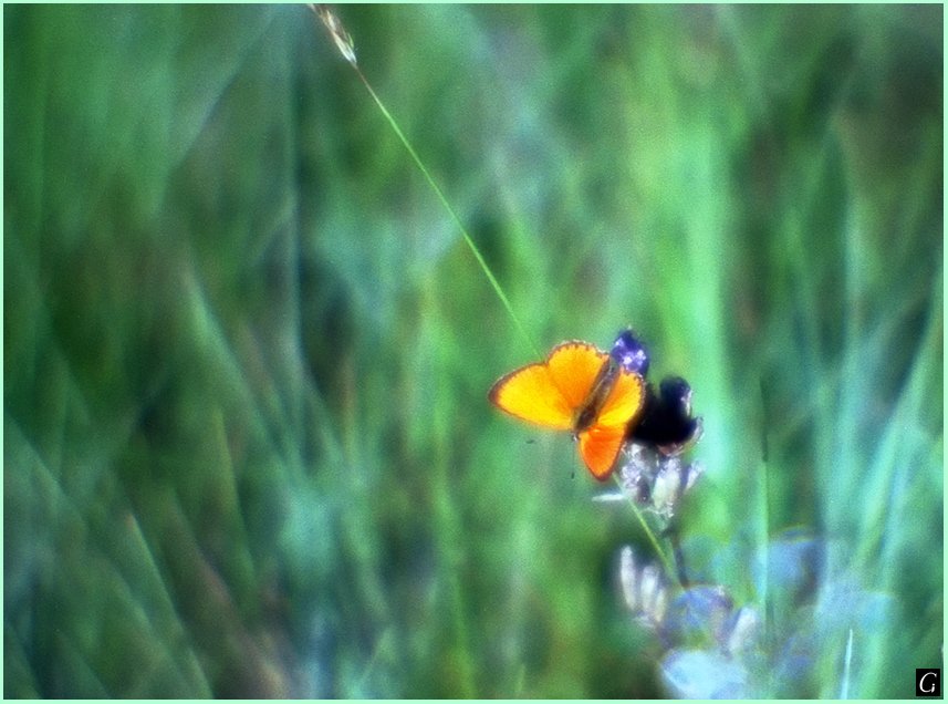 моноколь, лето, трава, бабочка, Gorshkov Igor_Feanorus