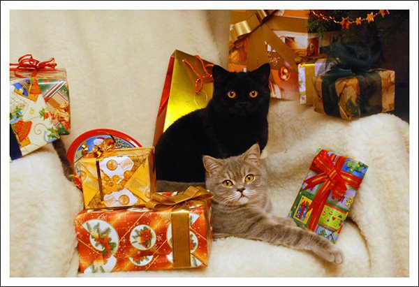 кошки, новый год, подарки, праздник, елка, Nights