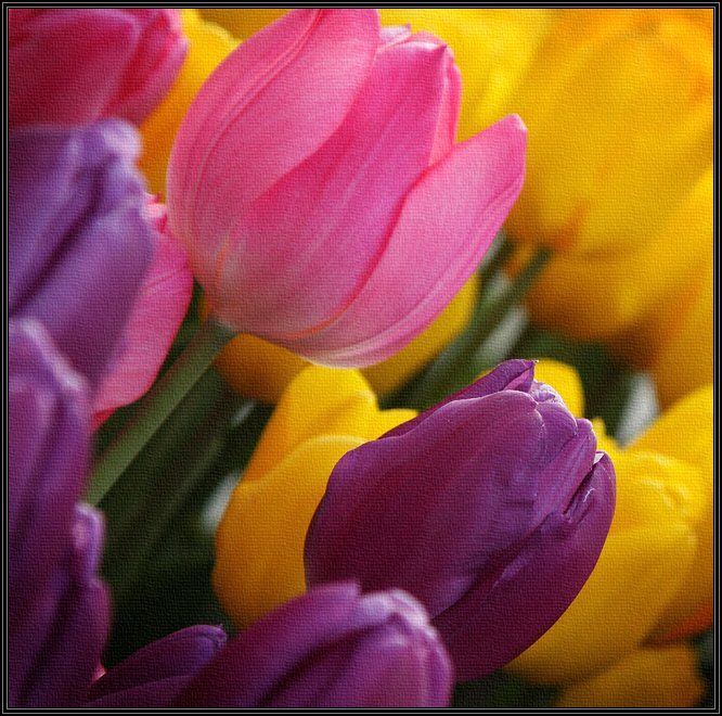 тюльпаны, цветы, япония, 8 марта, весна, Gemini