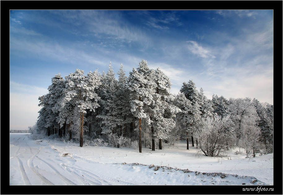 пейзаж, зима, лес, сосна, снег, февраль, красивое, Алексей Строганов