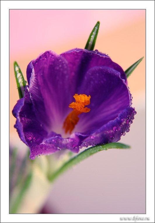 крокус, цветы, макро, фото, Алексей Строганов