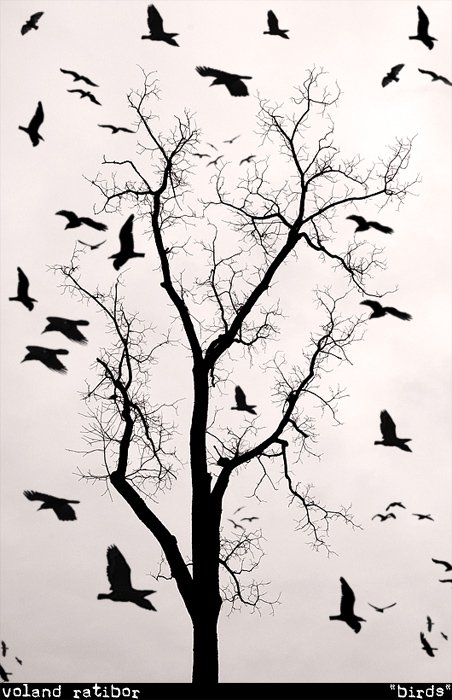 birds, tree, b/w, Воланд Ратибор