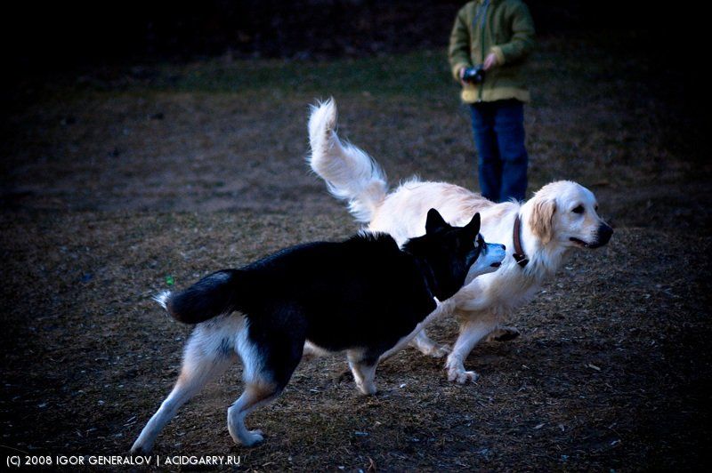 собака природа скорость хаски лайка, Igor Generalov