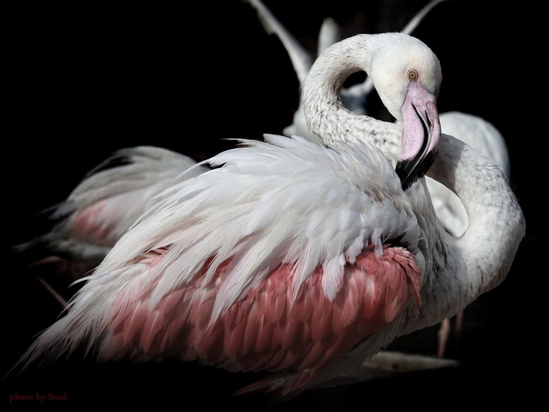 flamingo, SouL