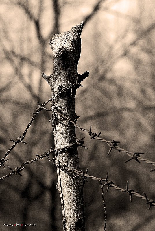 дерево,колючка,проволока,весна, Александр Путев