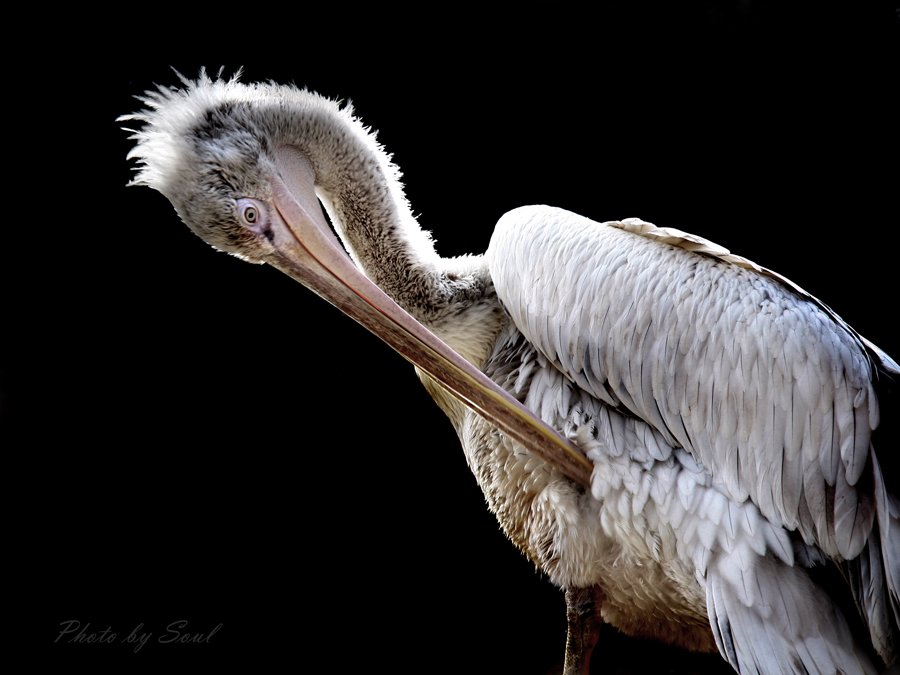 grey pelican, SouL