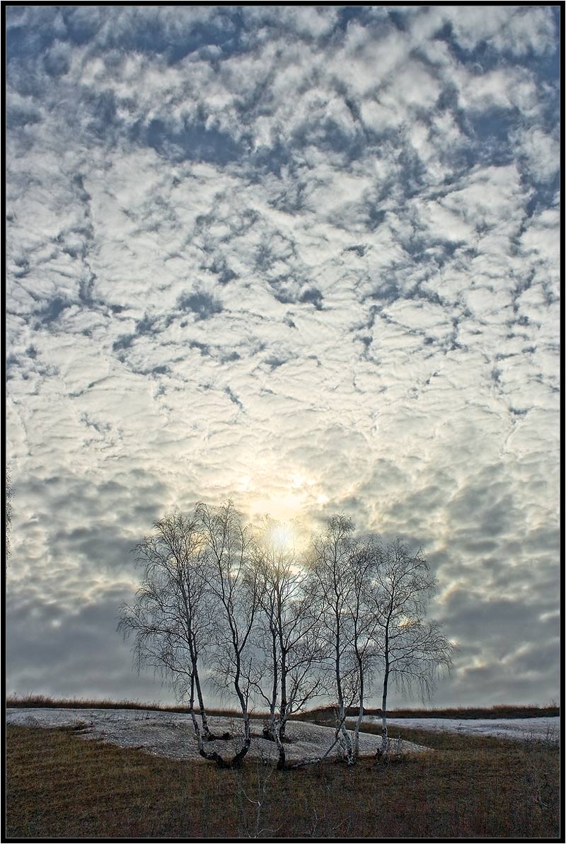 весна,берёзы, Качурин Алексей