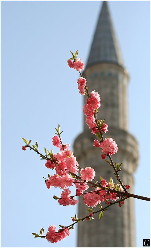 турция, истамбул, весна,цветы, Gorshkov Igor_Feanorus