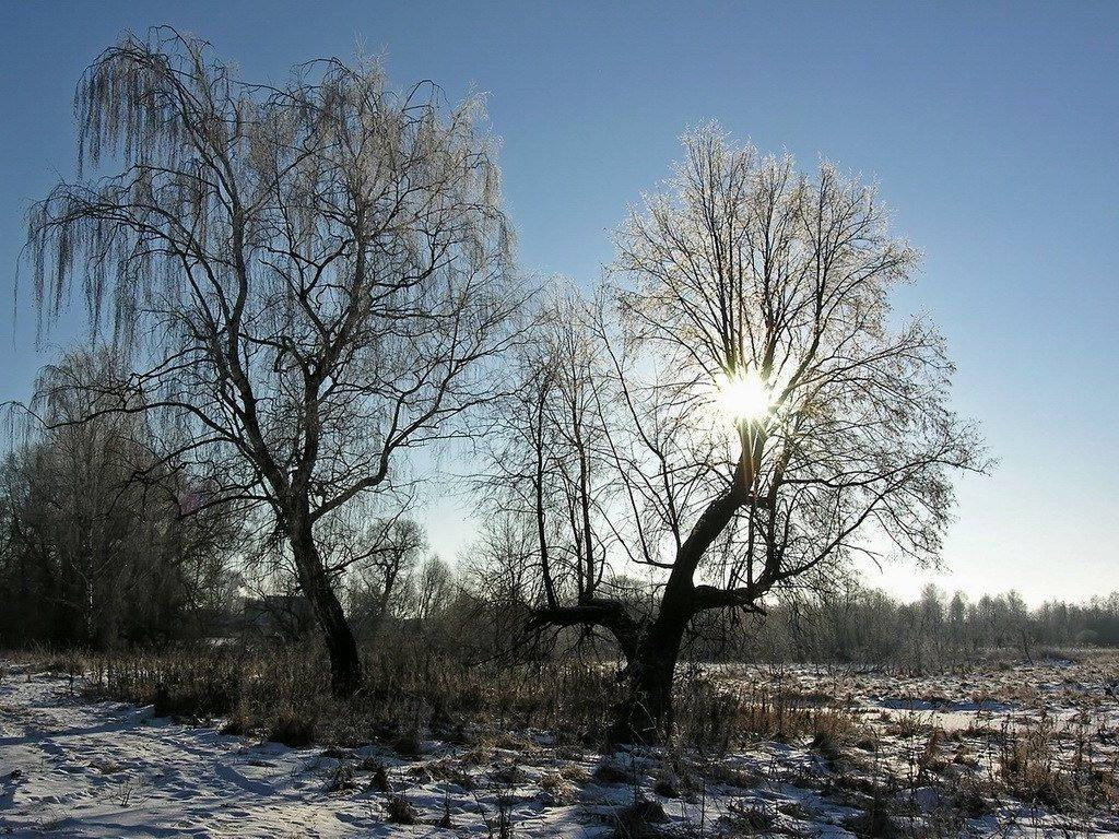 солнце, дерево, Tatiana Rozanova