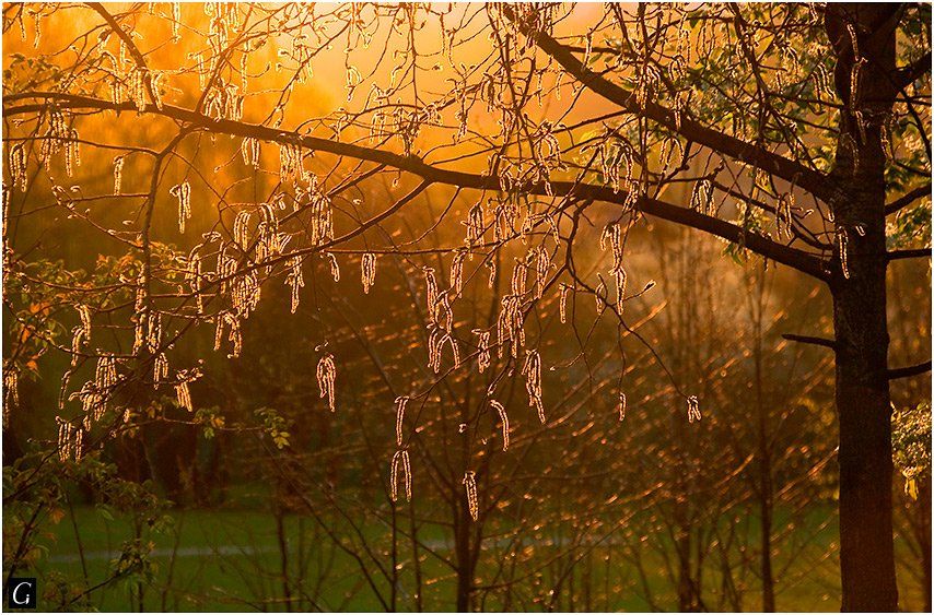 весна, вечер, золото, природа, Gorshkov Igor_Feanorus