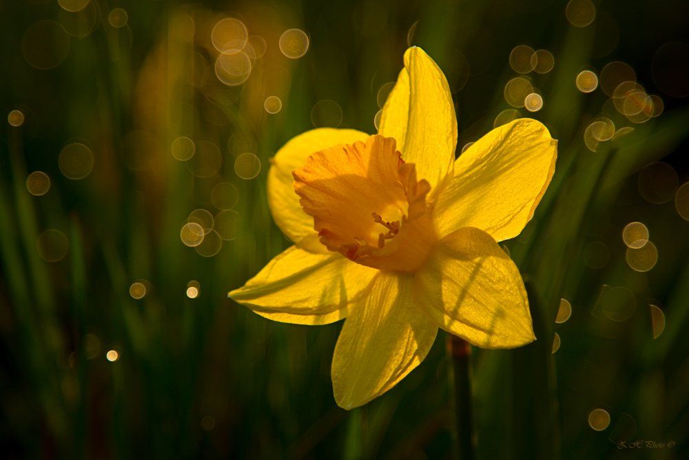 yellow, sunrise, dew, sun, bokeh, green, narcissus, Zdravko