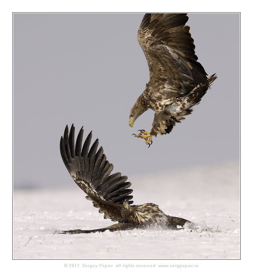 белохвостый орлан, фотографии дикой природы, Попов Сергей