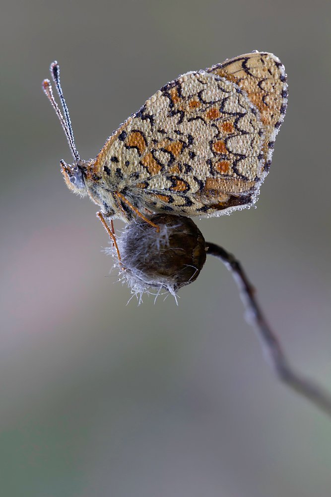 lepidoptera, Remus Moise