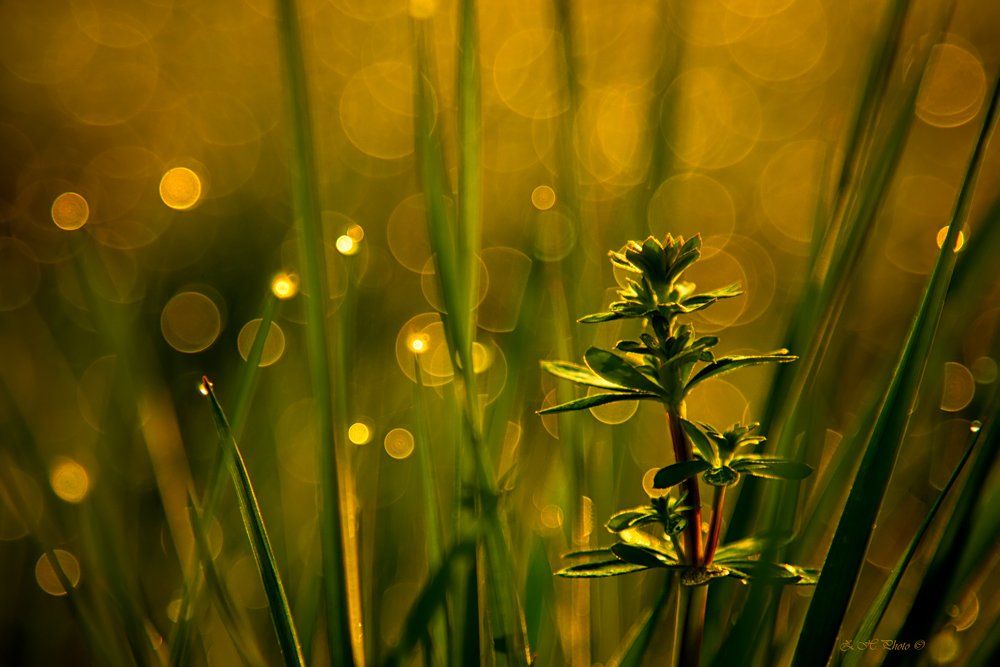 sunrise, morning, dew, bokeh, golden, grass, green, Zdravko