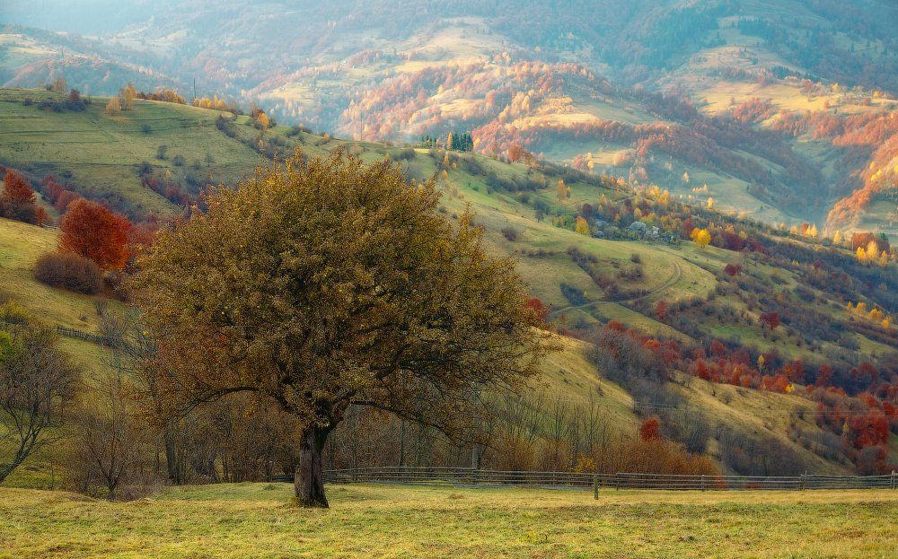 карпаты, осень, горы, яблоня, Андрей Радюк