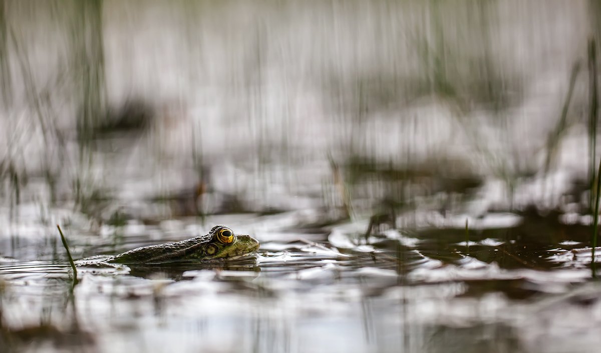 amphibians, nature, water, frogs, Remus Moise