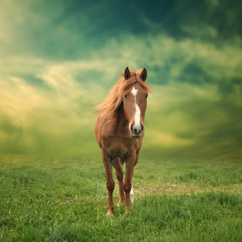field, sky, morning, beauty, clouds, grass, alone, green, horse, windy, Caras Ionut