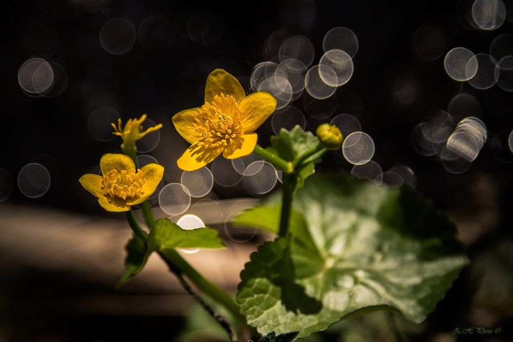 yellow, flowers, bokeh, green, dancing, Zdravko