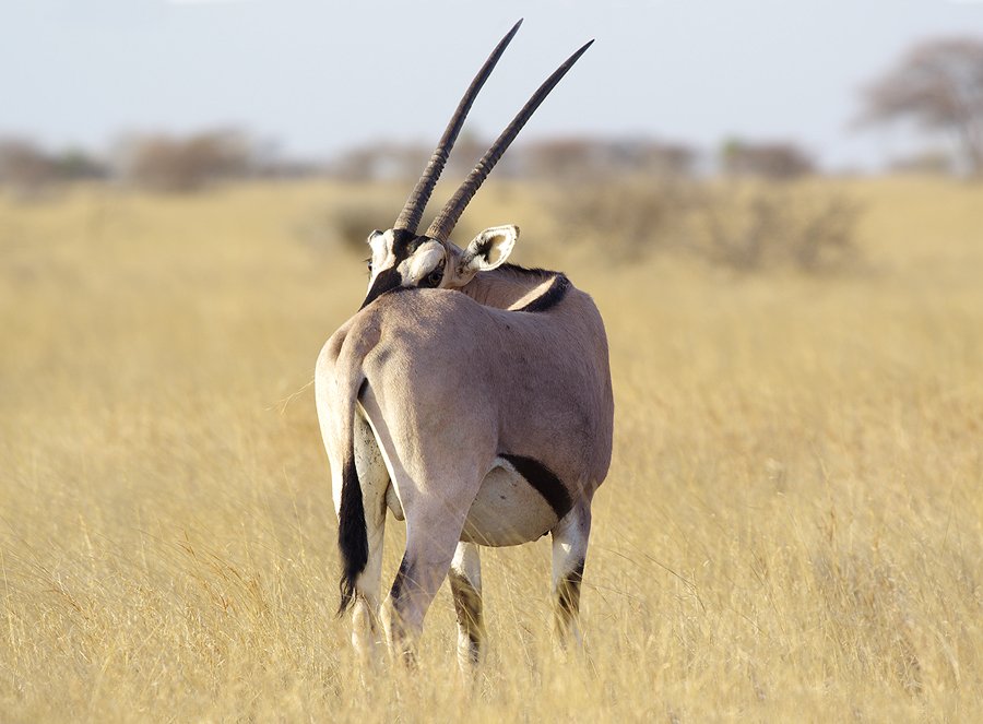 бейза, oryx beisa, африка, орикс, Sergey Volkov