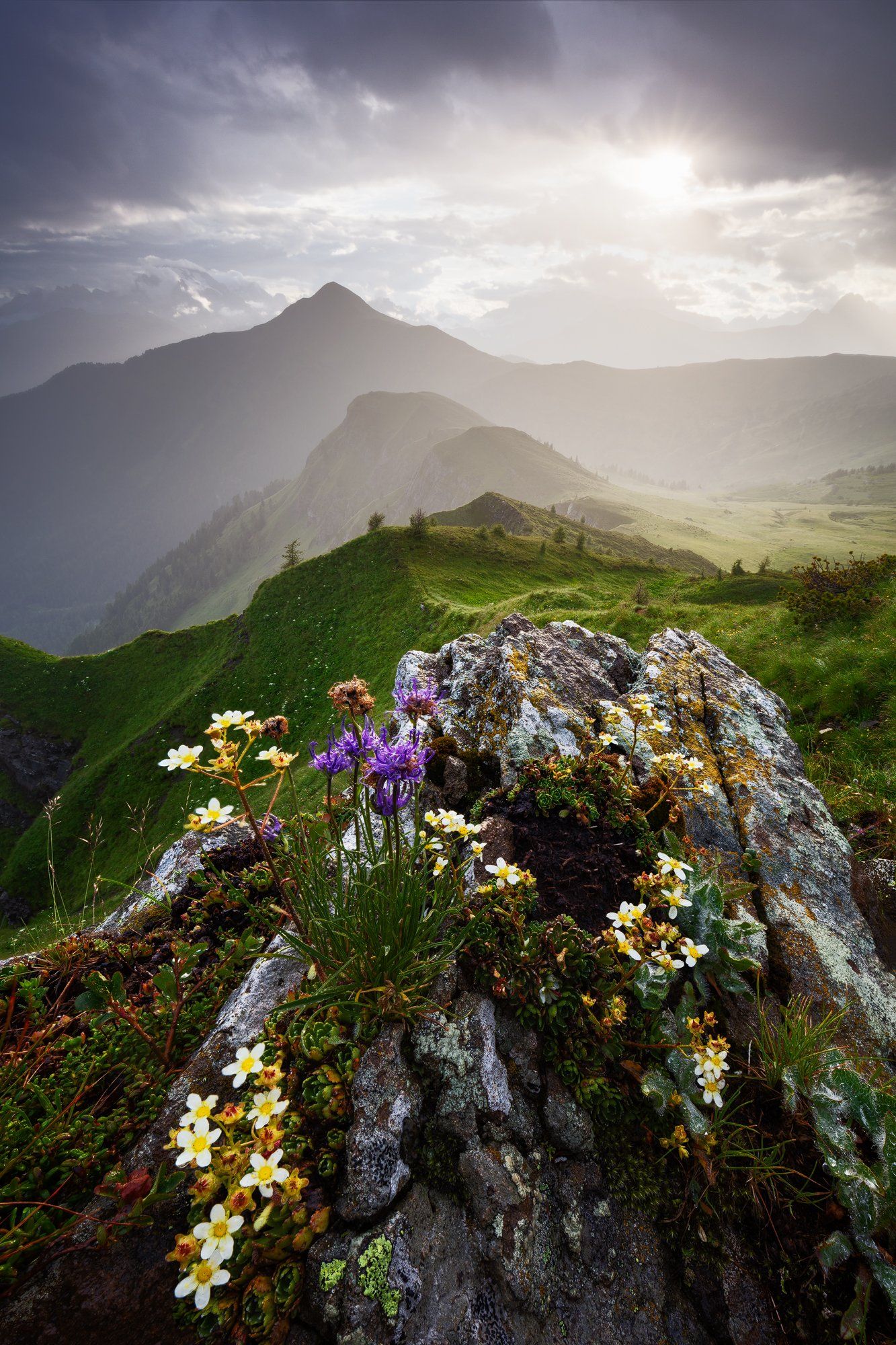 evening, light, dolomites, dolomiti, mountains, flowers, rocks, mood, travel, italy, alps, peaks, hills, light, sunset, clouds, sky, Martin Rak