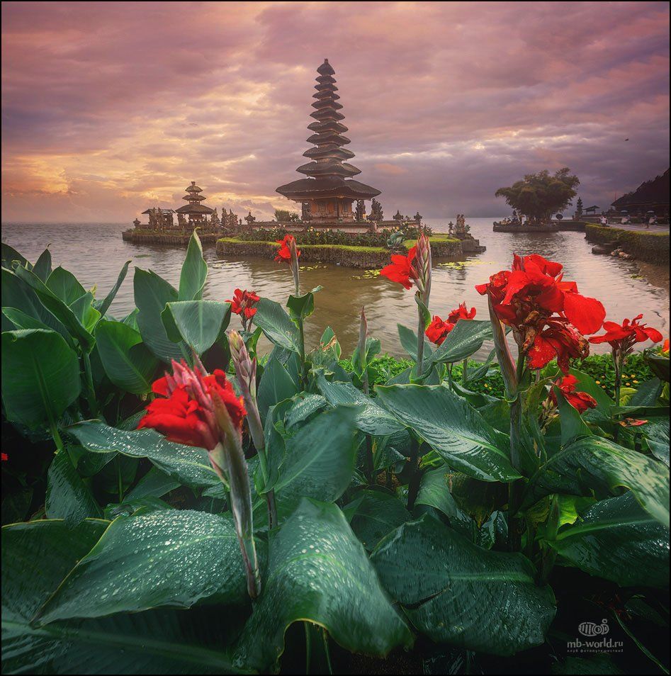 Цветы в индонезии