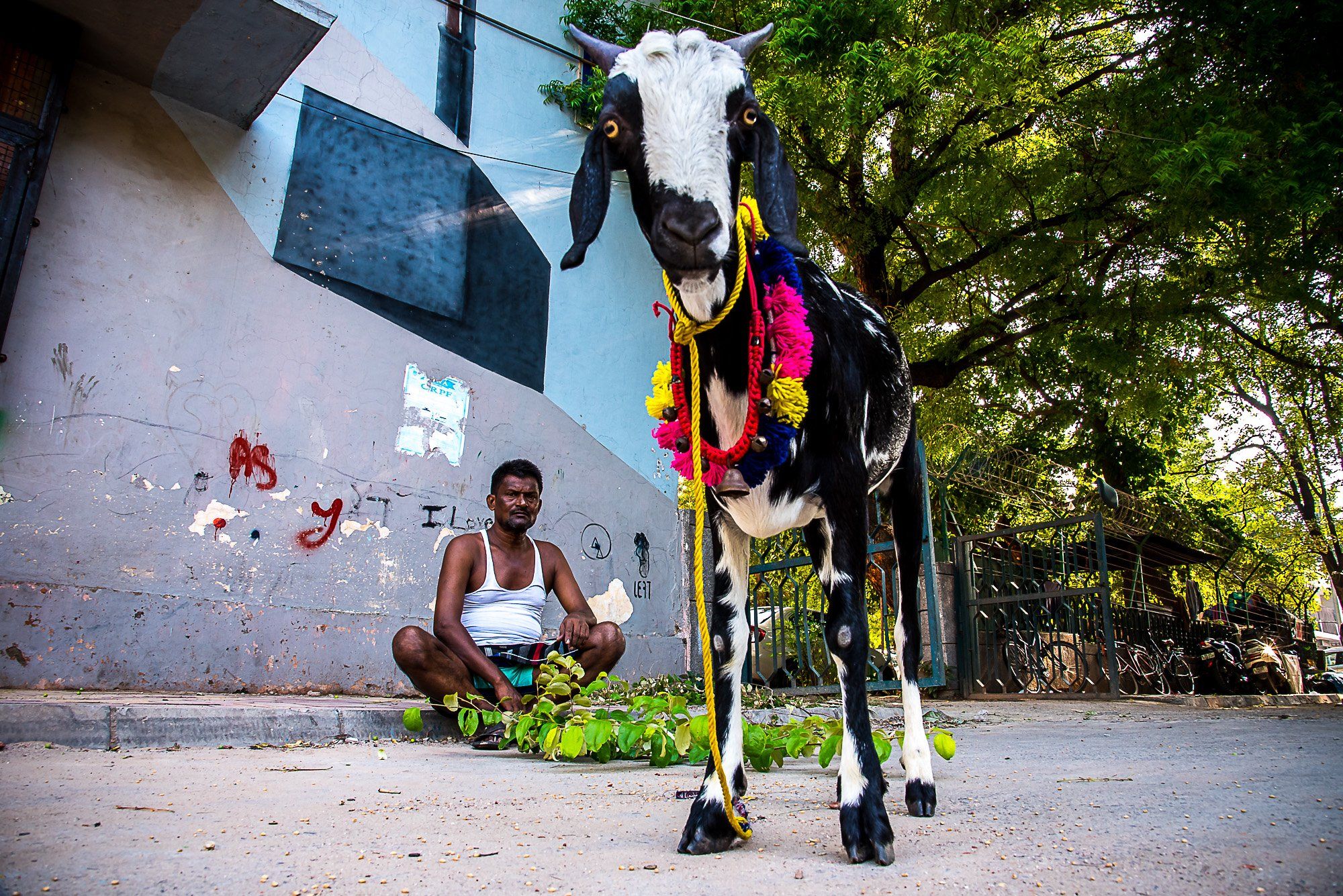 street photography goat frame city delhi , Chetan Verma