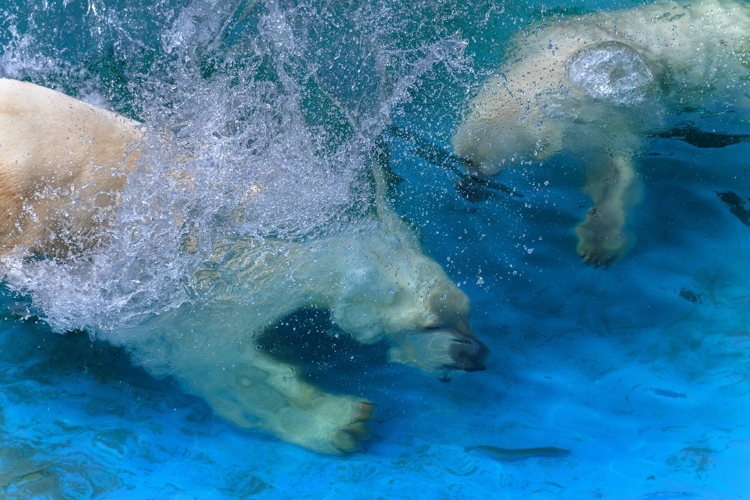 белые медведи, Олег Богданов