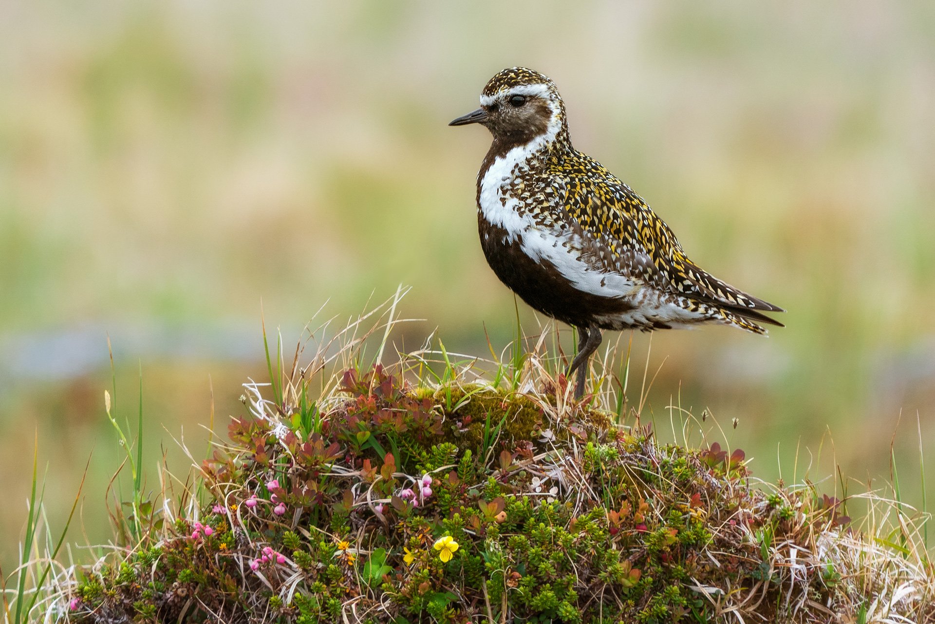 птицы, животные, анималистика, дикая природа, Норвегия, арктика, тундра, wildlife, birds, golden plover, animals, Norway, золотистая ржанка, Оксана Быстрицкая