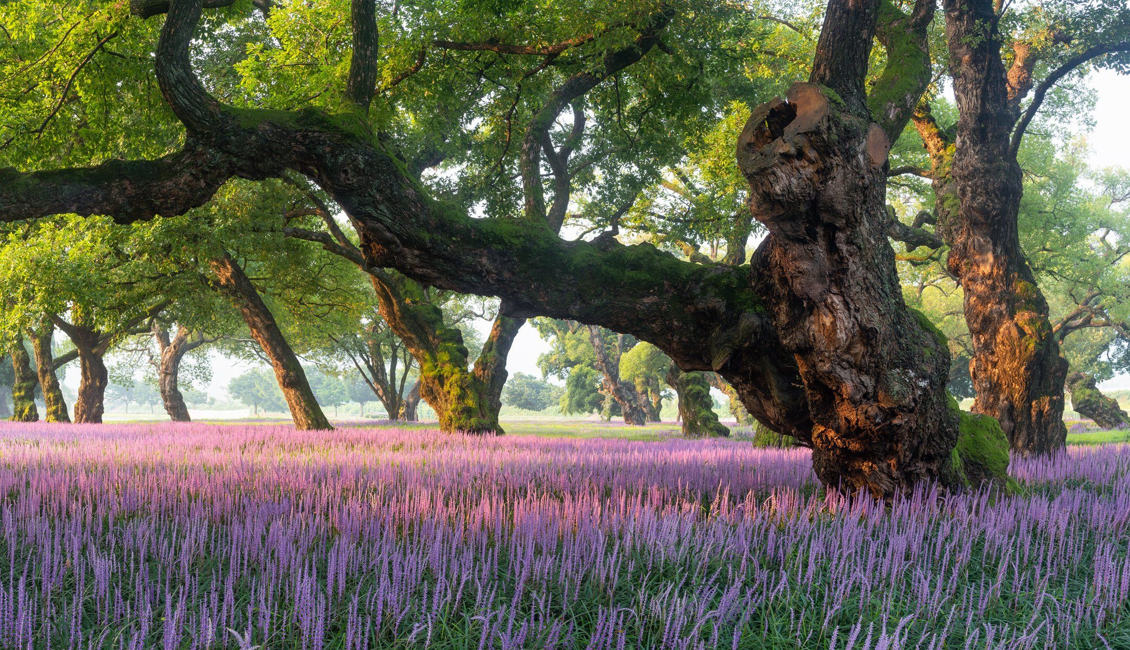 trees, summer, purple, flowers, forest, light, Jaeyoun Ryu
