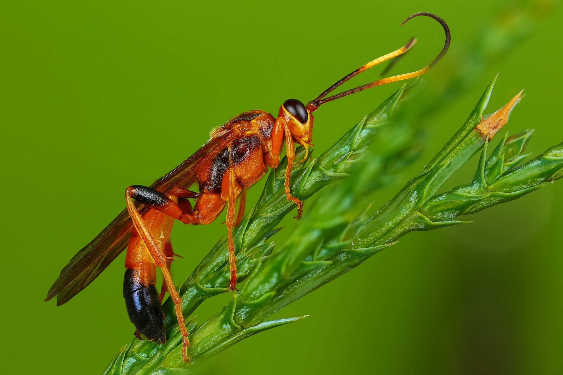 макро насекомое оса оранжевый цвет зеленый, Андрей Шаповалов