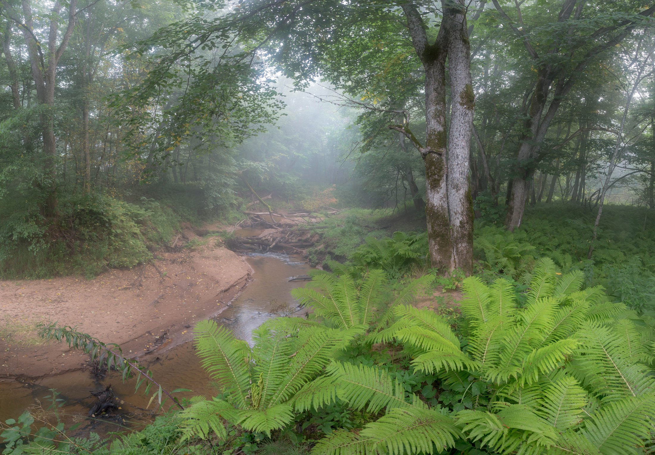 река, папоротник, туман, лес, утро ,пейзаж ,природа, Павел Ващенков