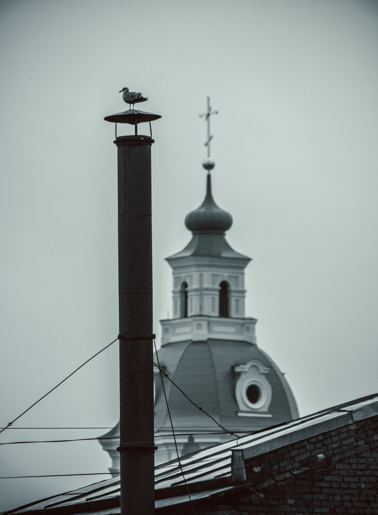 крест, крыша, птица, труба, храм, чайка, Vladimir Kedrov