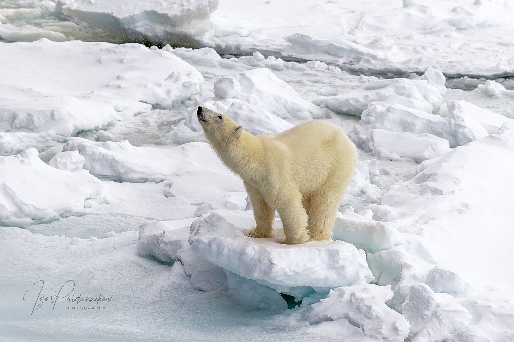 белый медведь, лёд, снег, арктика, Игорь Приданников