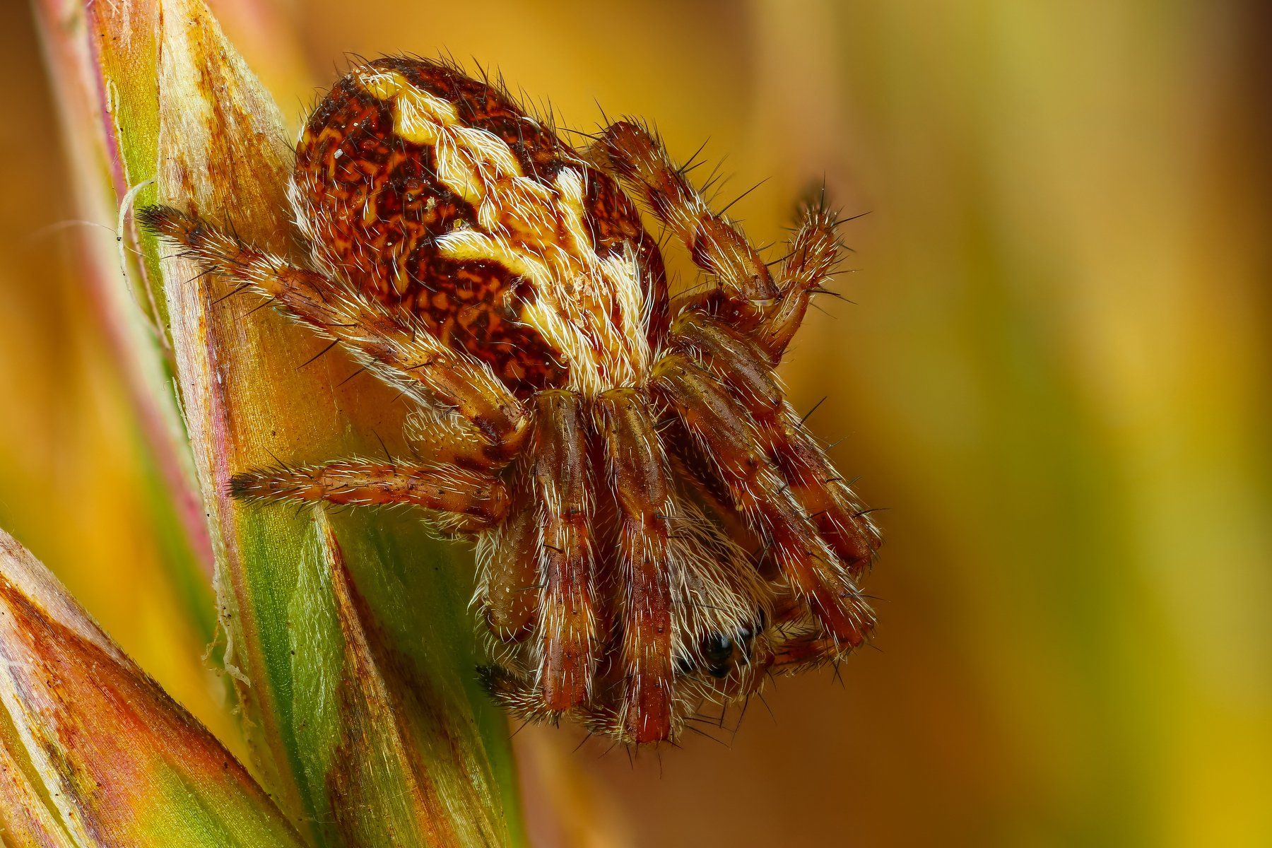 макро паук насекомое коричневый зеленый веточка цвет, Андрей Шаповалов