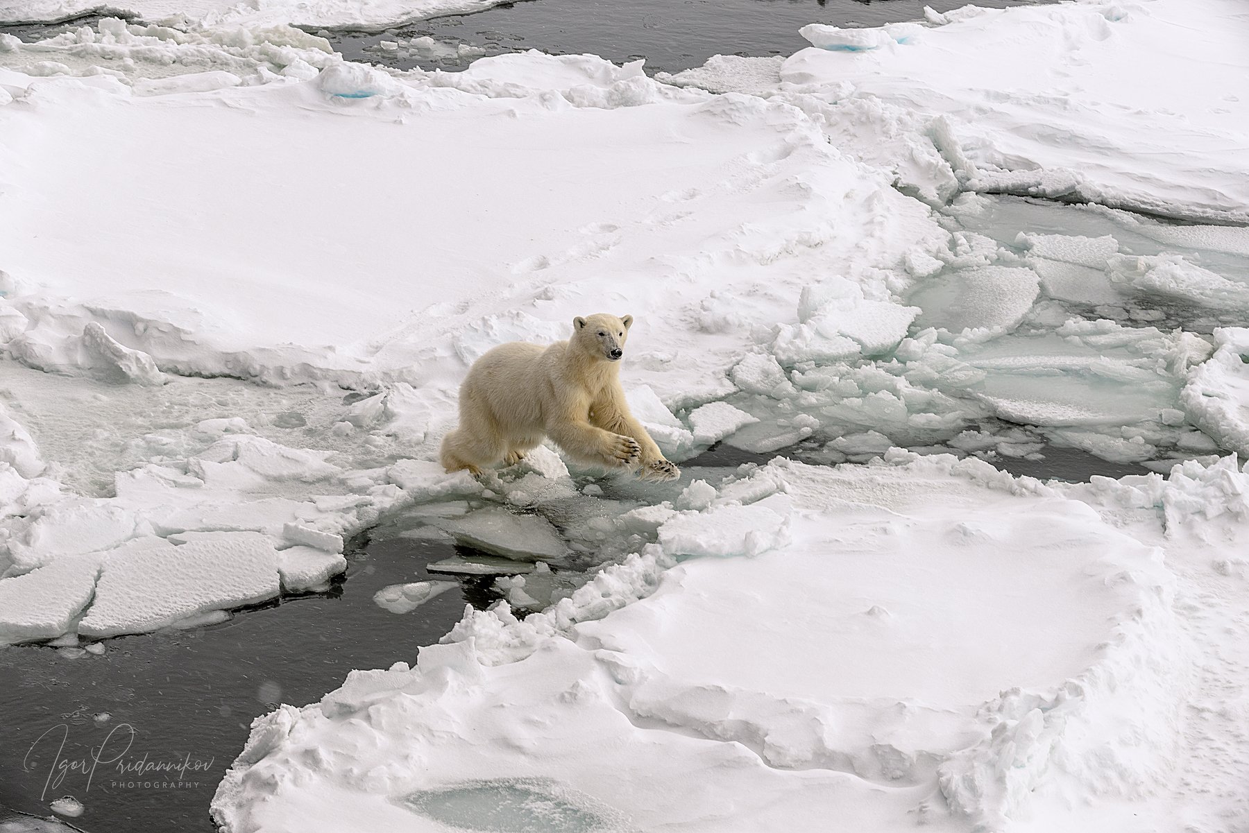 белый медведь, лёд, трещина, снег, арктика, Игорь Приданников