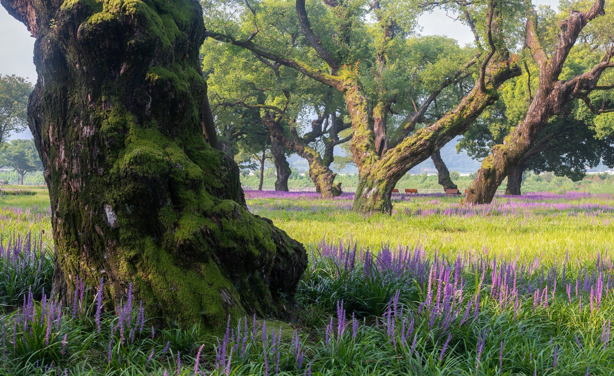 old, trees, nature, forest, moss, park, Jaeyoun Ryu