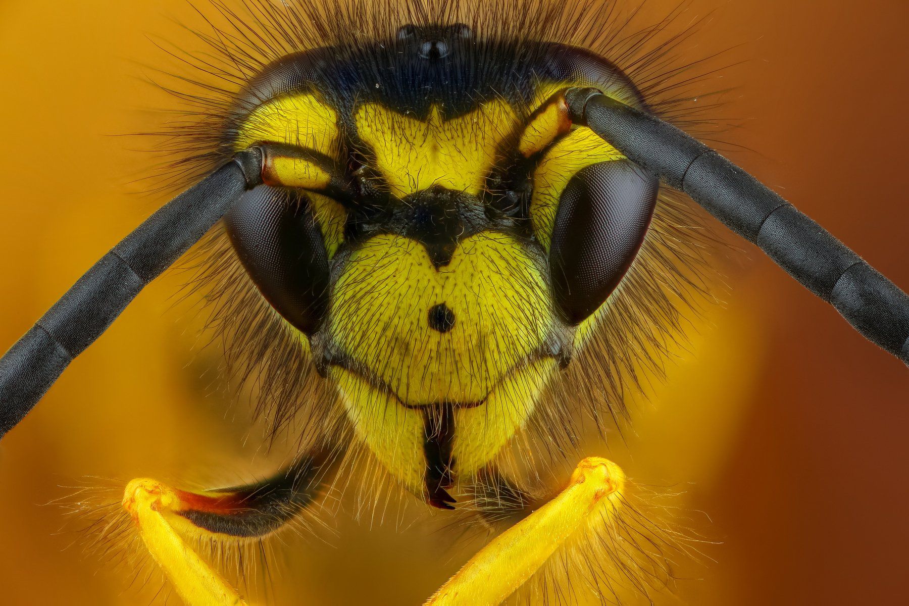 макро портрет насекомое оса желтый оранжевый цвет, Андрей Шаповалов