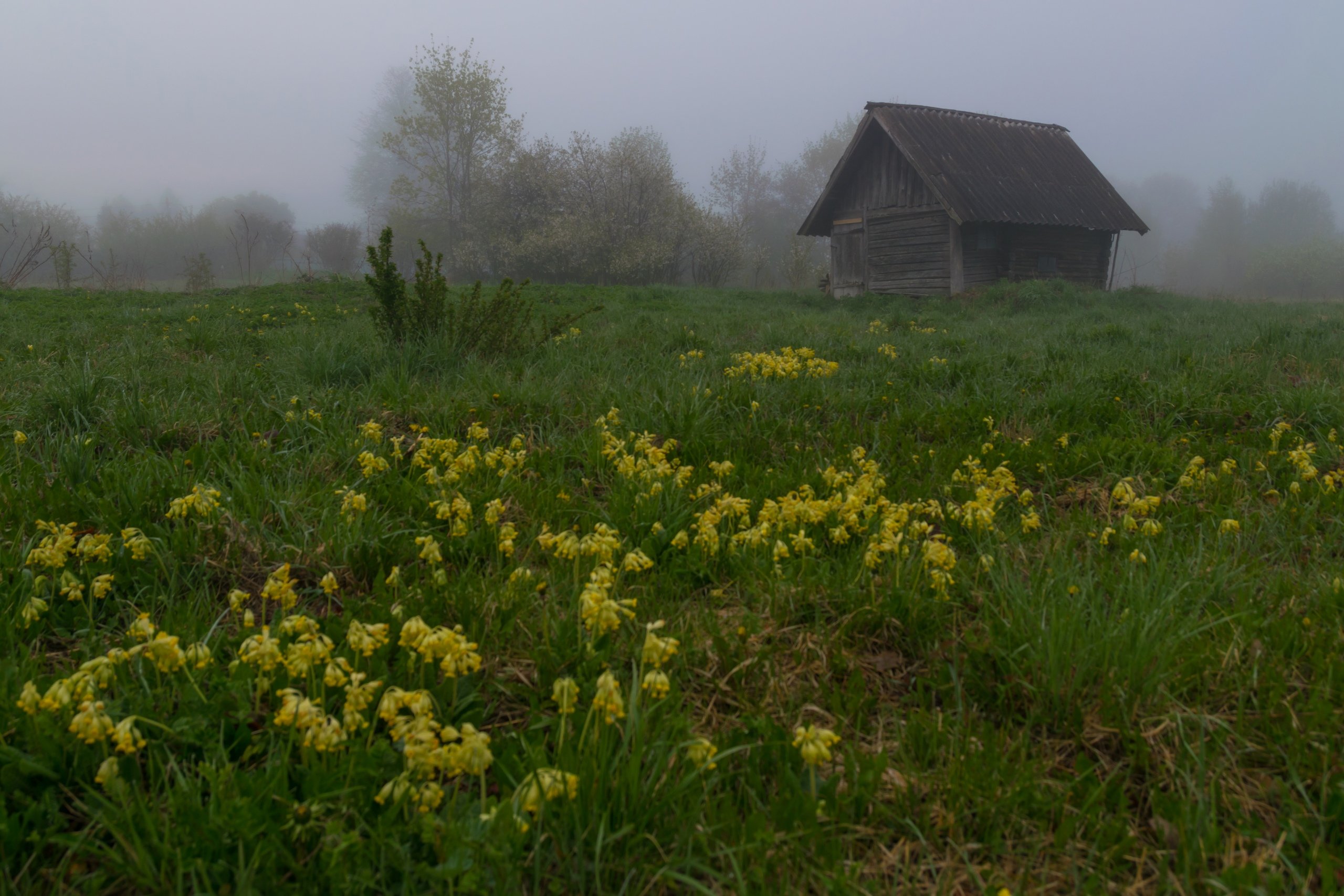 pskov, pleskau, псков, landscape, псковскаяобласть, pskovregion, изборск, утро, туман, nikon, nikonrussia, sigma, rtgtv, 35photo, russia, foto, фото, photo, photography, Мержанов Дима