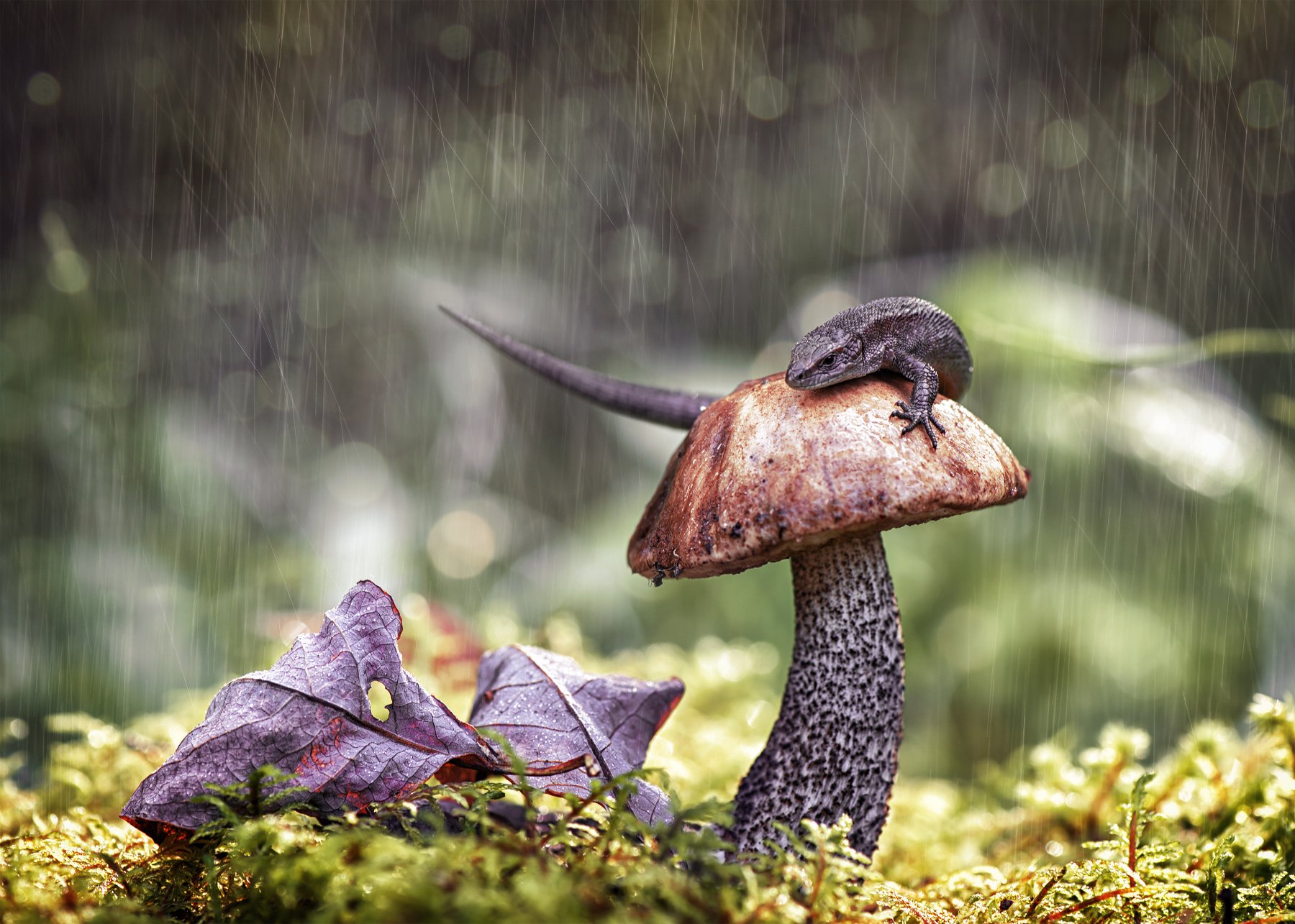 ящерица природа макро лес гриб дождь боке мох ящерка, Анастасия Третьякова