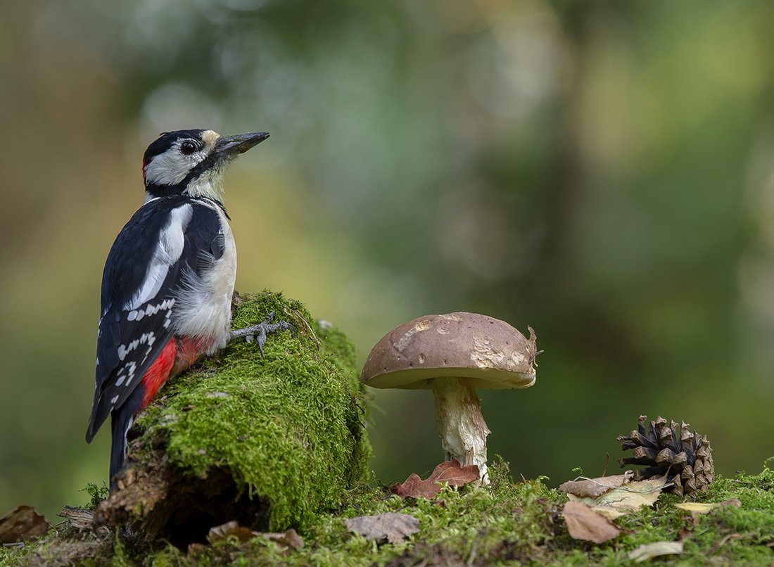 птицы,природа,лето,лес,грибы, Андрей Киселёв