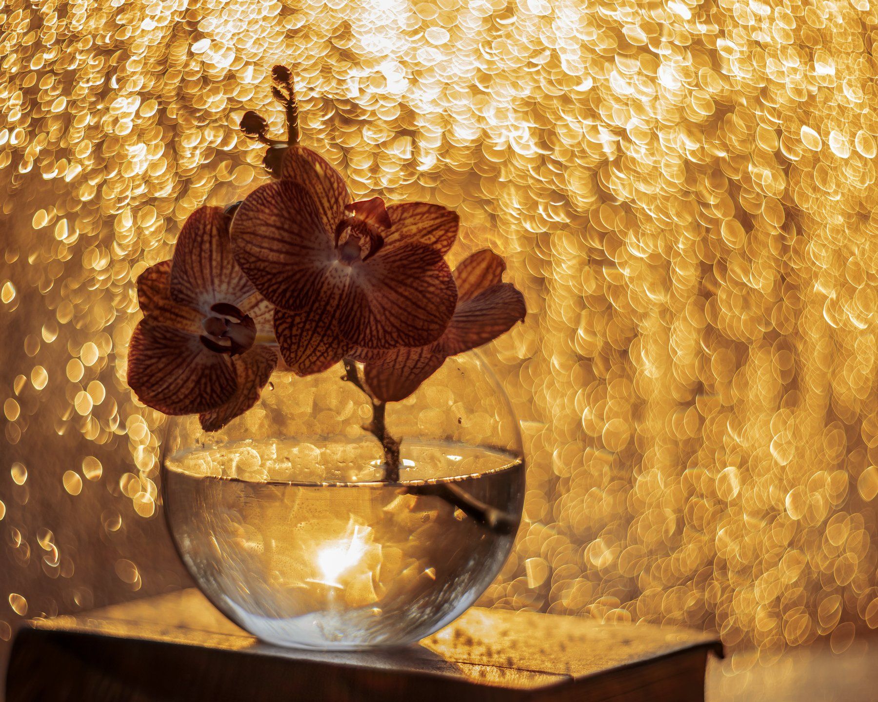 цветы боке закат орхидея гелиос, Анастасия Третьякова