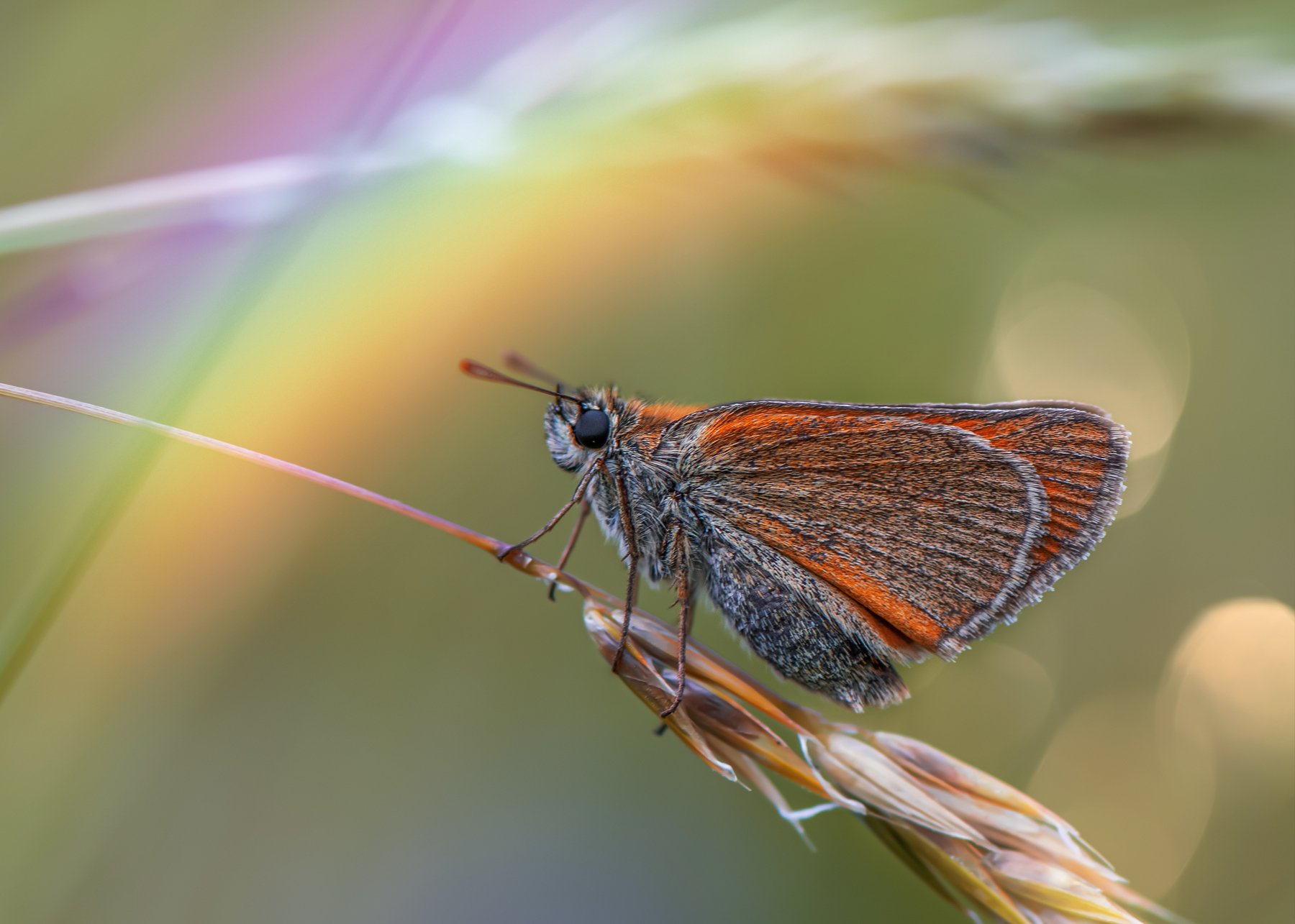 лето бабочка природа радуга макро, Анастасия Третьякова