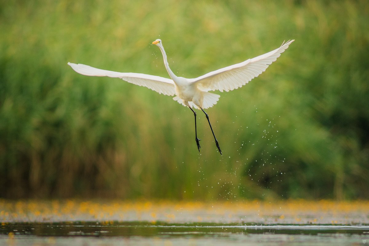 wildliife, bird, Great egret, Wojciech Grzanka