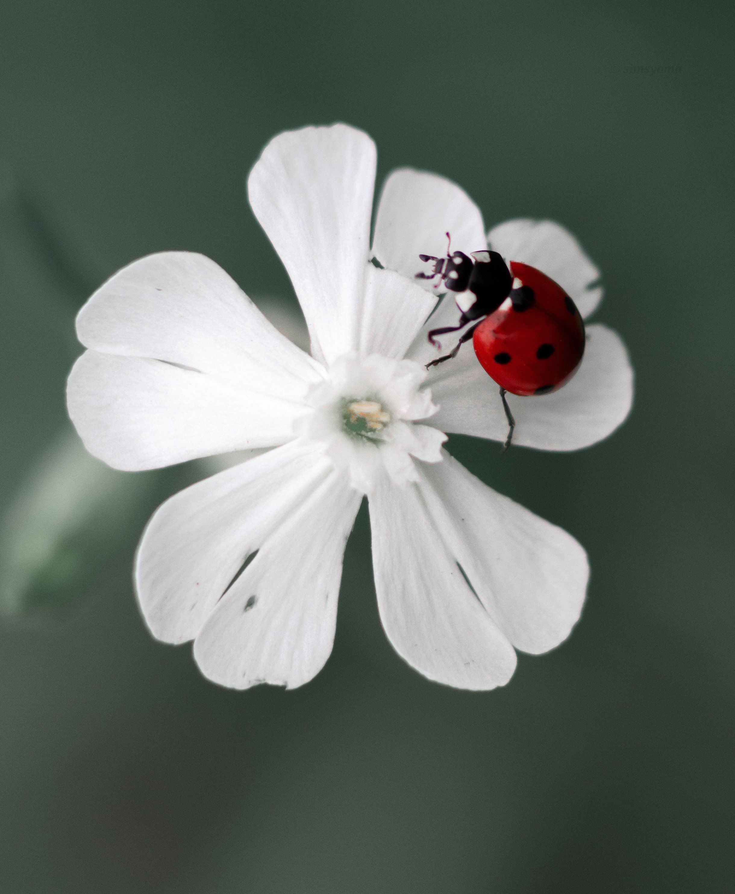 макро, природа, nature, macro, насекомые, insect, Юлия Хворостяная