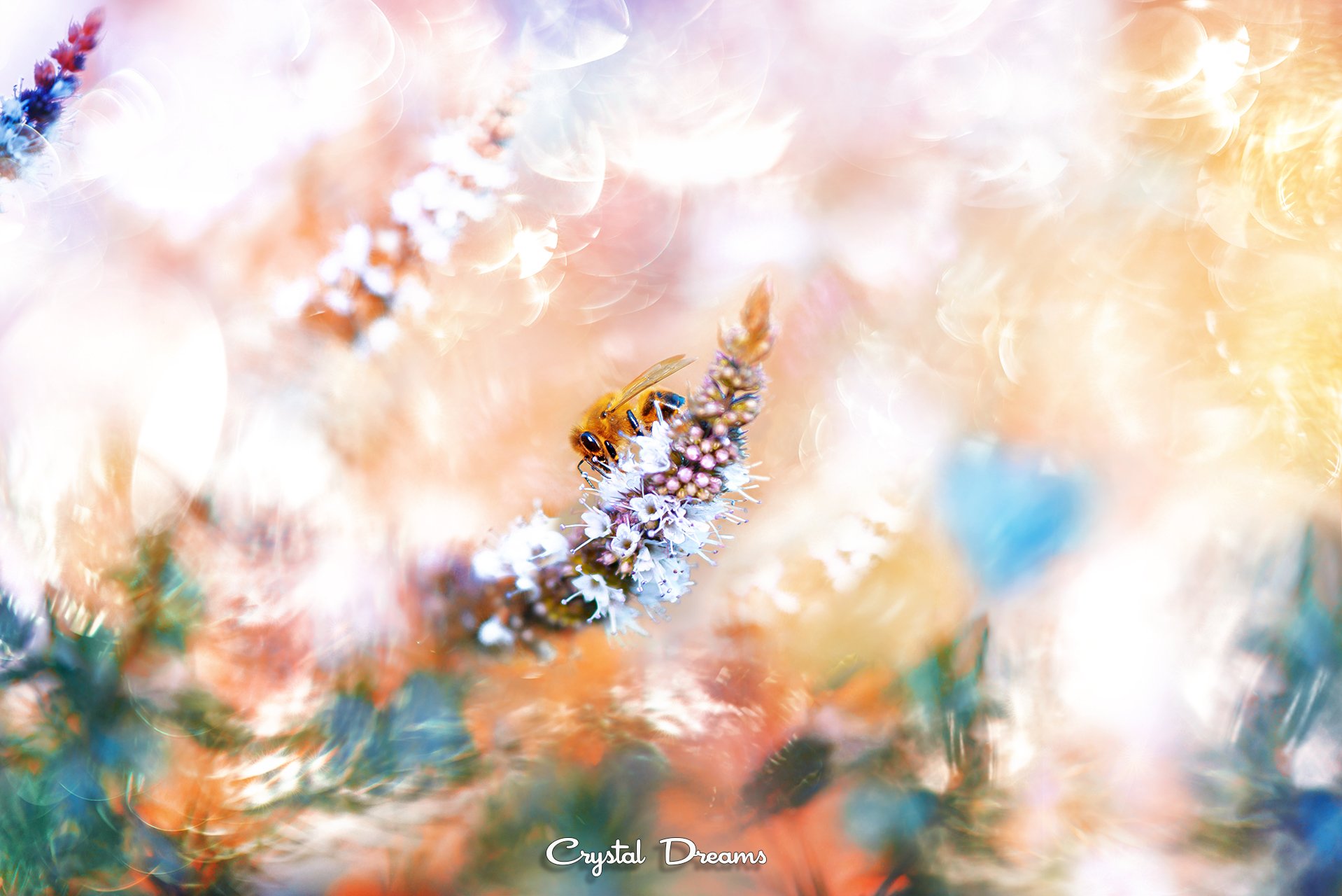 crystal dreams, macro, summer, color, art, nature, bee, mint, Татьяна Крылова