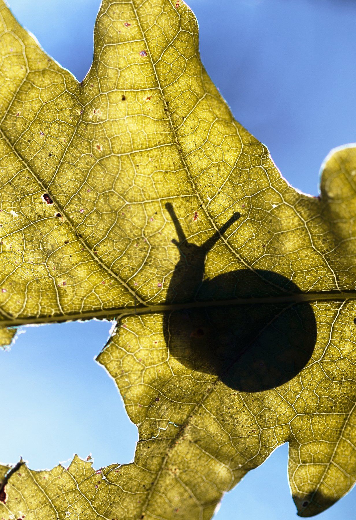 улитка, тень, осень, лист, макро, природа, красота, nature, snail, macro, фотограф, фотография, Людмила Гудина