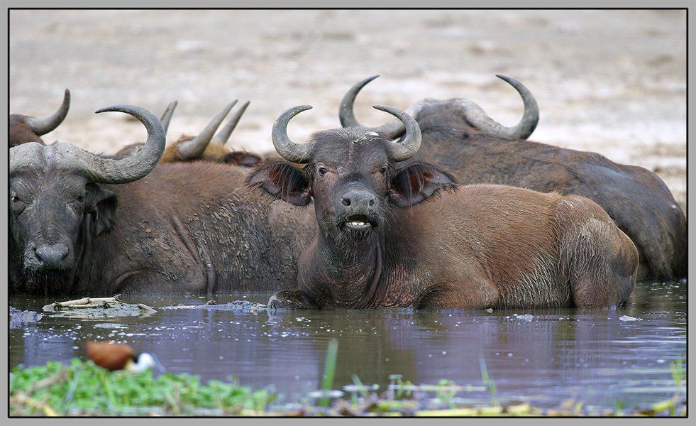 чёрный буйвол, syncerus caffer, african buffalo, уганда,, Sergey Volkov