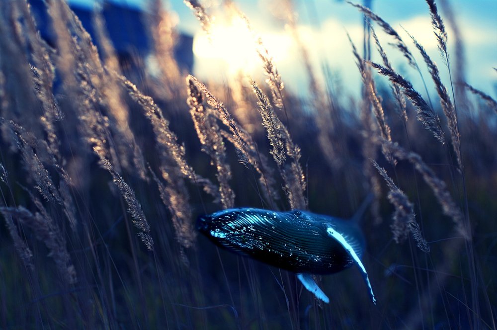 кит, трава, закат, свобода, Миронов Сергей