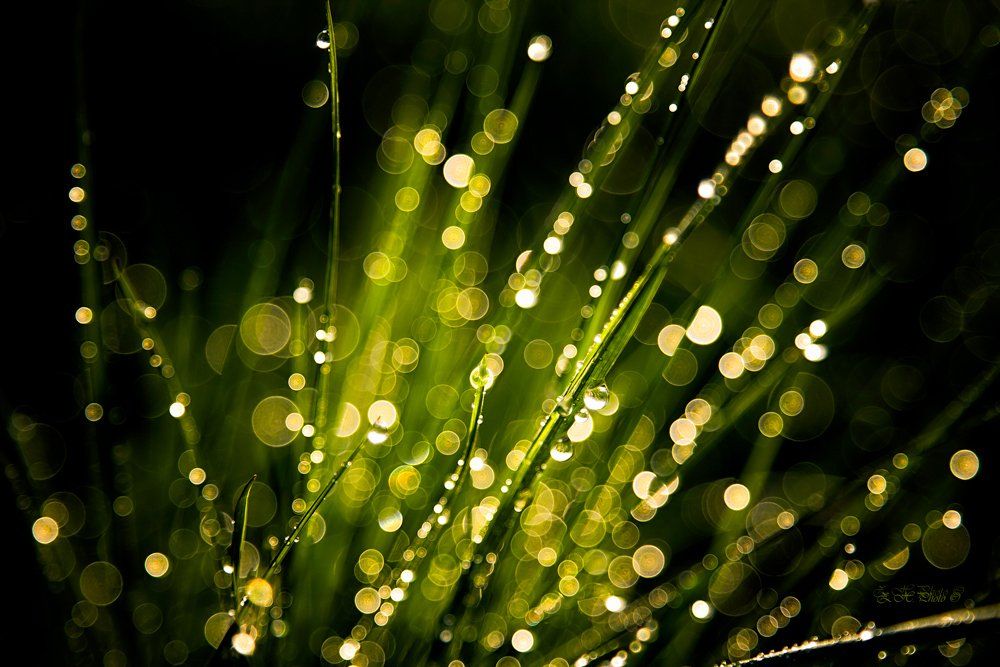 morning, dew, drops, bokeh, grass, green, Zdravko